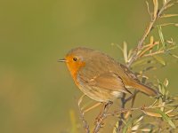 DSC_1395.jpg