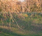 DSC_1412.jpg