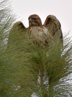Hawk4.jpg
