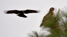 Hawk.jpg