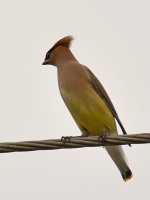 Sparrow3.jpg