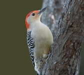 Red-bellied woodpecker 2014-12-15_edited-1.jpg