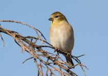 American goldfinch-winter plumage-2014-12-15_edited-1.jpg
