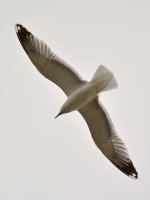 Gull.jpg