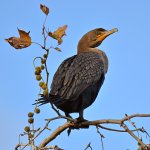 Cormorrant2.jpg