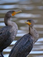 Cormorrant.jpg
