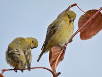 Finch3.jpg
