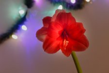 _DSC3939-Edit.jpg