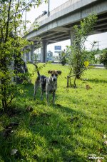 dog-follow-siamthai1-4.jpg