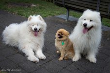All three.jpg