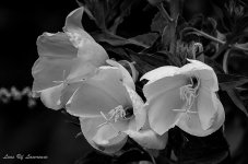 Ants at work B&W.jpg