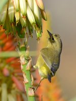 Finch2.jpg
