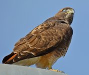 Hawk7.jpg