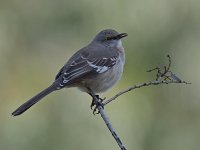 Sparrow.jpg
