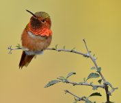 Hummer8.jpg