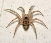 Spider.jpg