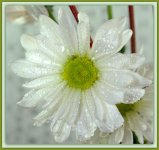 White Daisy 12-18-2014.jpg