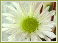 White Daisy with Water Drops.jpg