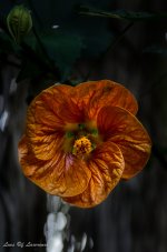 Backlit flower.jpg