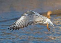 DSC_1462.jpg