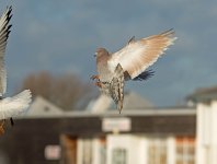 DSC_1480.jpg