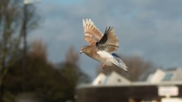 DSC_1481.jpg