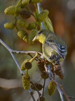 Finch.jpg