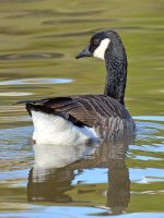 Geese3.jpg