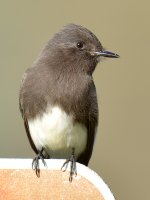 Sooty.jpg