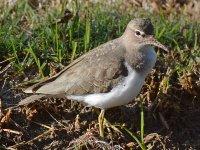 Sandpiper3.jpg