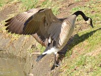Geese6.jpg