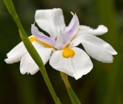 Iris.jpg