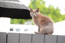 DSC_6236.jpg