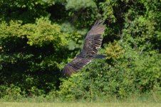 Vultures 8814 17.jpg