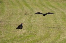 Vultures 8814 22.jpg