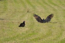 Vultures 8814 23.jpg