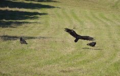 Vultures 8814 37.jpg