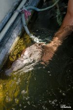 catchin-a-fish-4.jpg