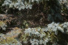DSC_0241.jpg