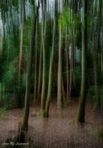 Trees vertially panned.jpg