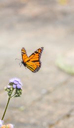 DSC_6795.jpg