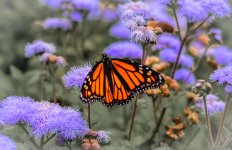 DSC_6816.jpg