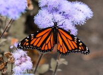 DSC_6826.jpg
