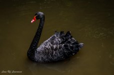 Black Swan.jpg