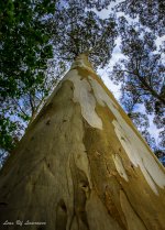 Blue Gum tree.jpg