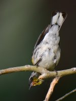 Sparrow5.jpg