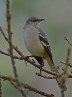 Mockingbird5.jpg