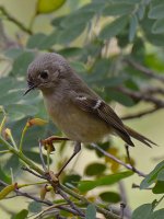 Sparrow3.jpg