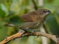 Sparrow7.jpg