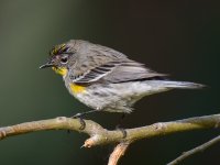 Sparrow4.jpg
